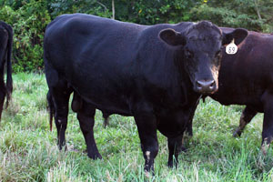 گاو گوشتی نژاد آنگوس{آبردین آنگوس}/Angus cattle
