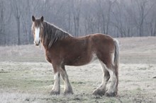 Sunfall Miss Delilah
